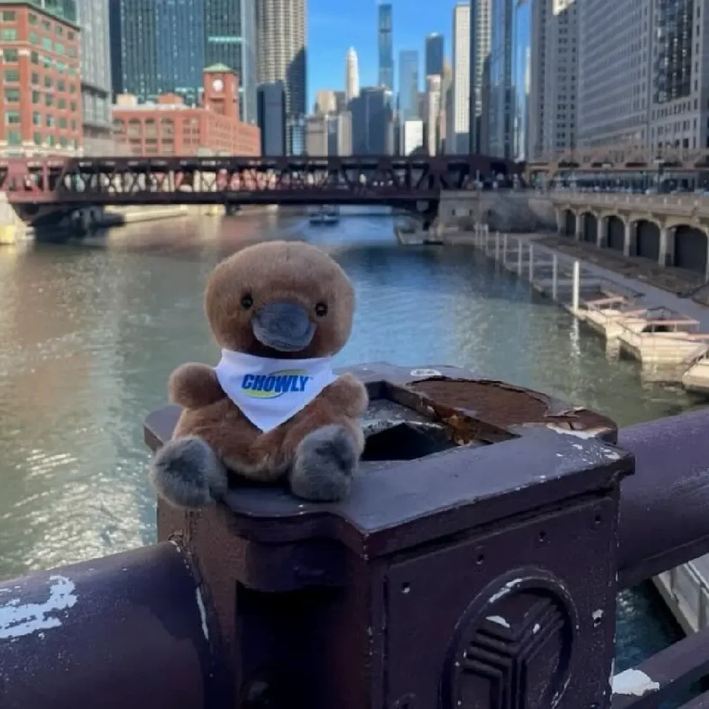 Meet Platty - enjoying Chicago river views